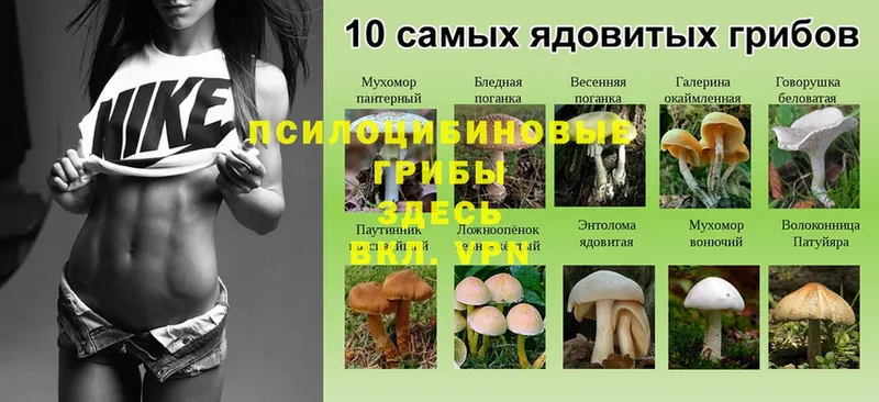 купить  сайты  даркнет телеграм  Галлюциногенные грибы Cubensis  Заозёрск 